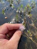 صورة Sclerolepis uniflora (Walt.) Britt., Sterns & Pogg.