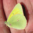 Image of <i>Colias christina krauthii</i> Klots 1935