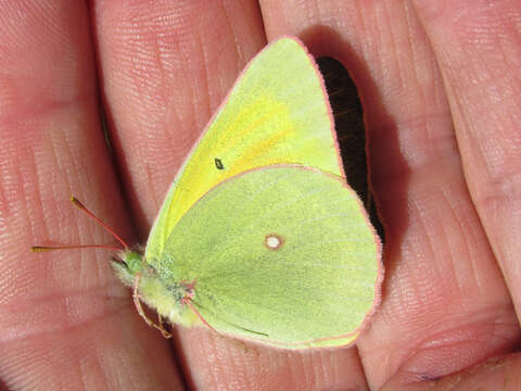 <i>Colias christina krauthii</i> Klots 1935的圖片