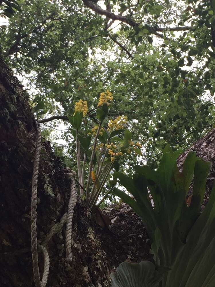 Слика од Dendrobium gracilicaule F. Muell.