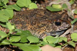 صورة Sclerophrys pusilla (Mertens 1937)