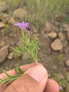 Sivun Glandularia bipinnatifida var. ciliata (Benth.) B. L. Turner kuva