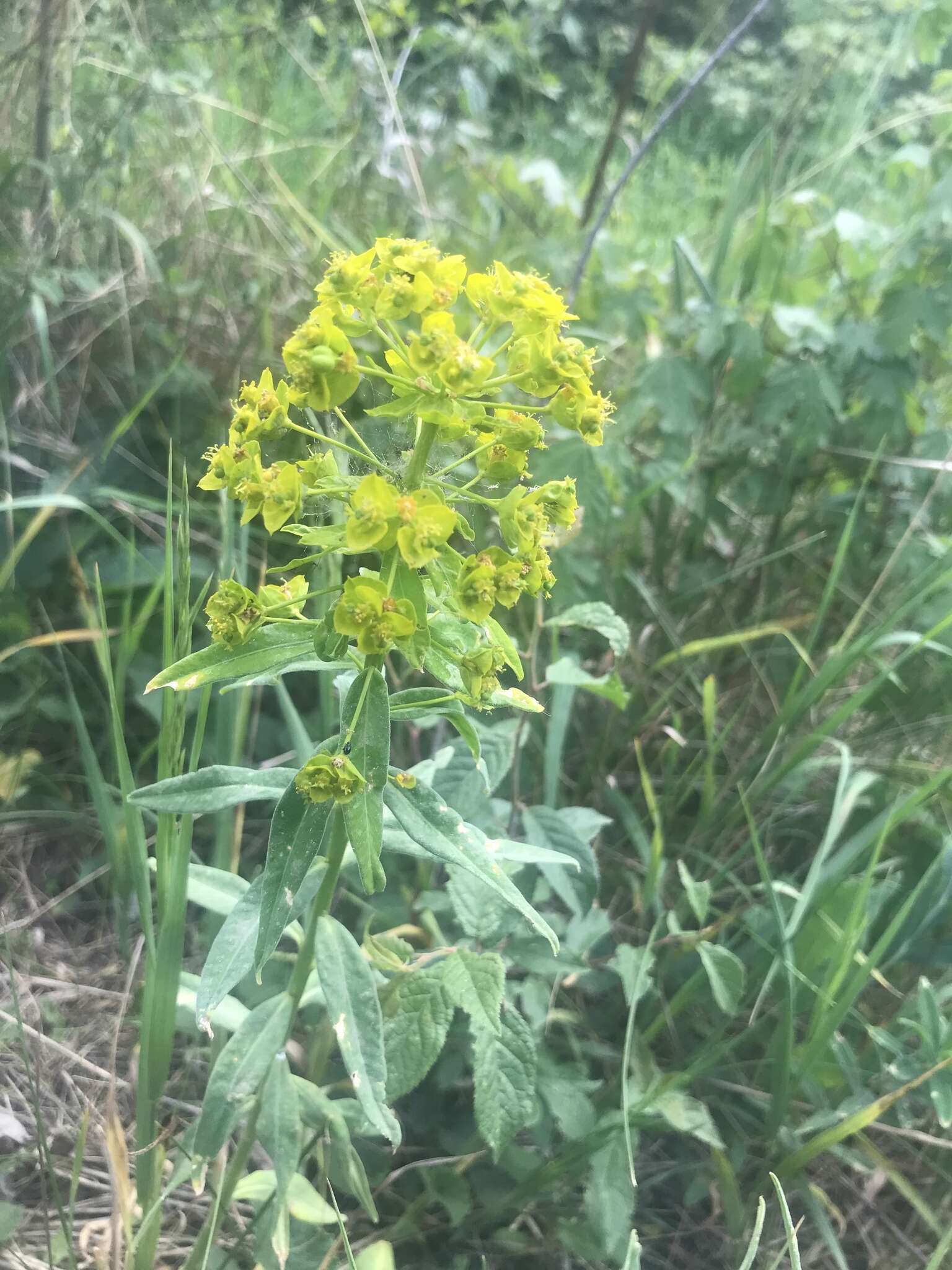 Image of Euphorbia salicifolia Host