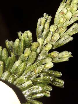 Hymenophyllum dimidiatum Mett. ex Kuhn resmi