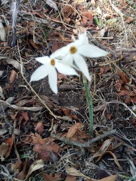 Narcissus elegans (Haw.) Spach resmi