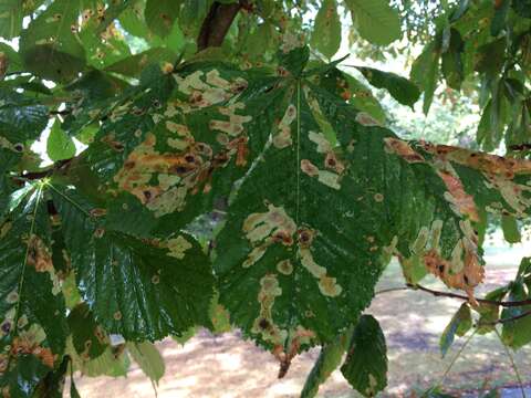 Image of horse-chestnut leaf miner