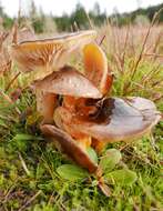 Image of Hygrophorus siccipes A. H. Sm. & Hesler 1954