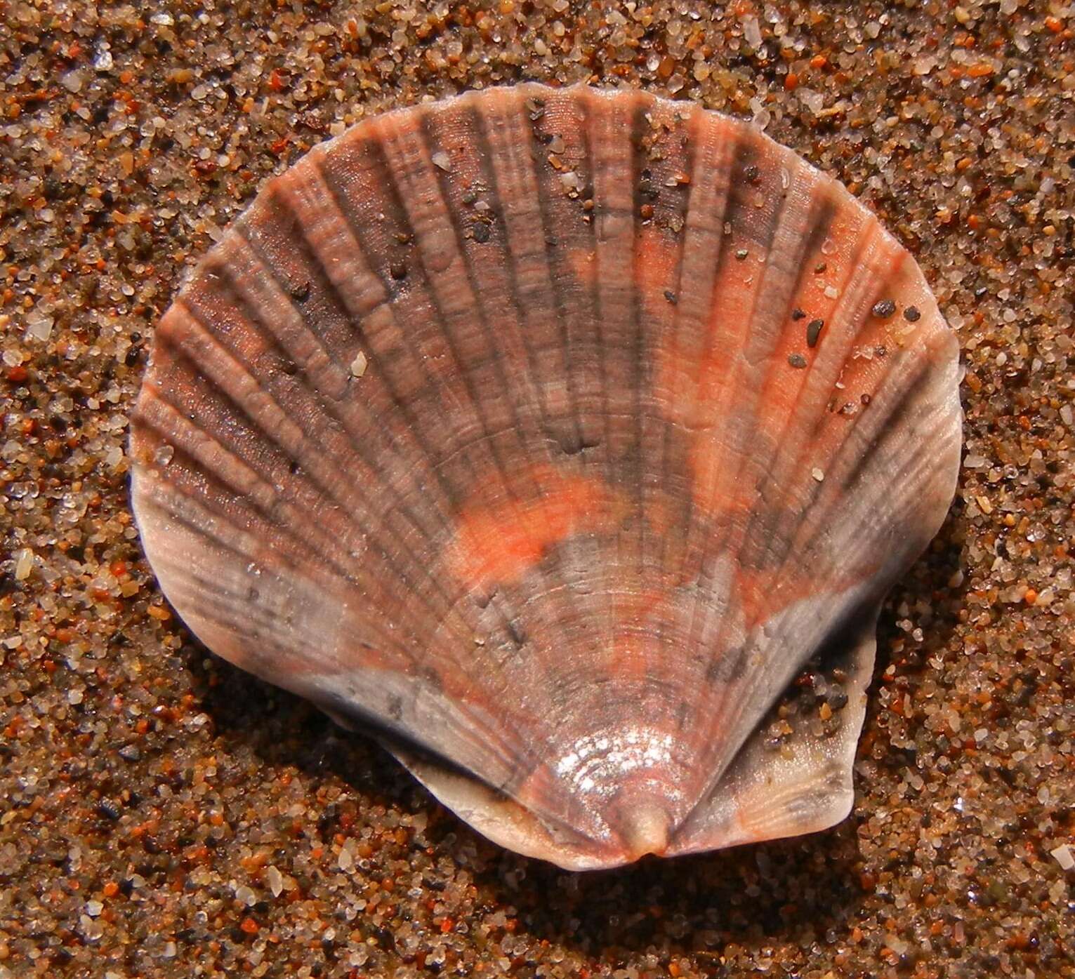 Image of Great Atlantic scallop