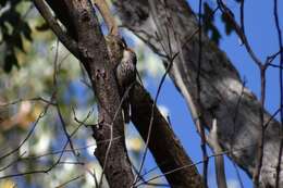 Image of Red-browed Treecreeper