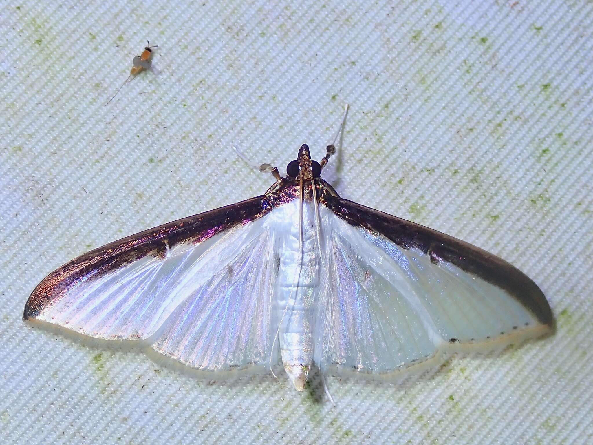 Cydalima laticostalis Guenée 1854 resmi