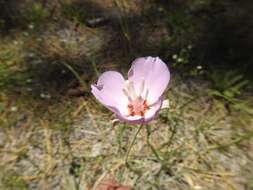 Image of Munz's mariposa lily