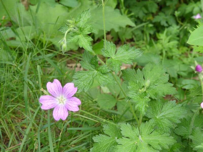 Image of <i>Geranium oxonianum</i>