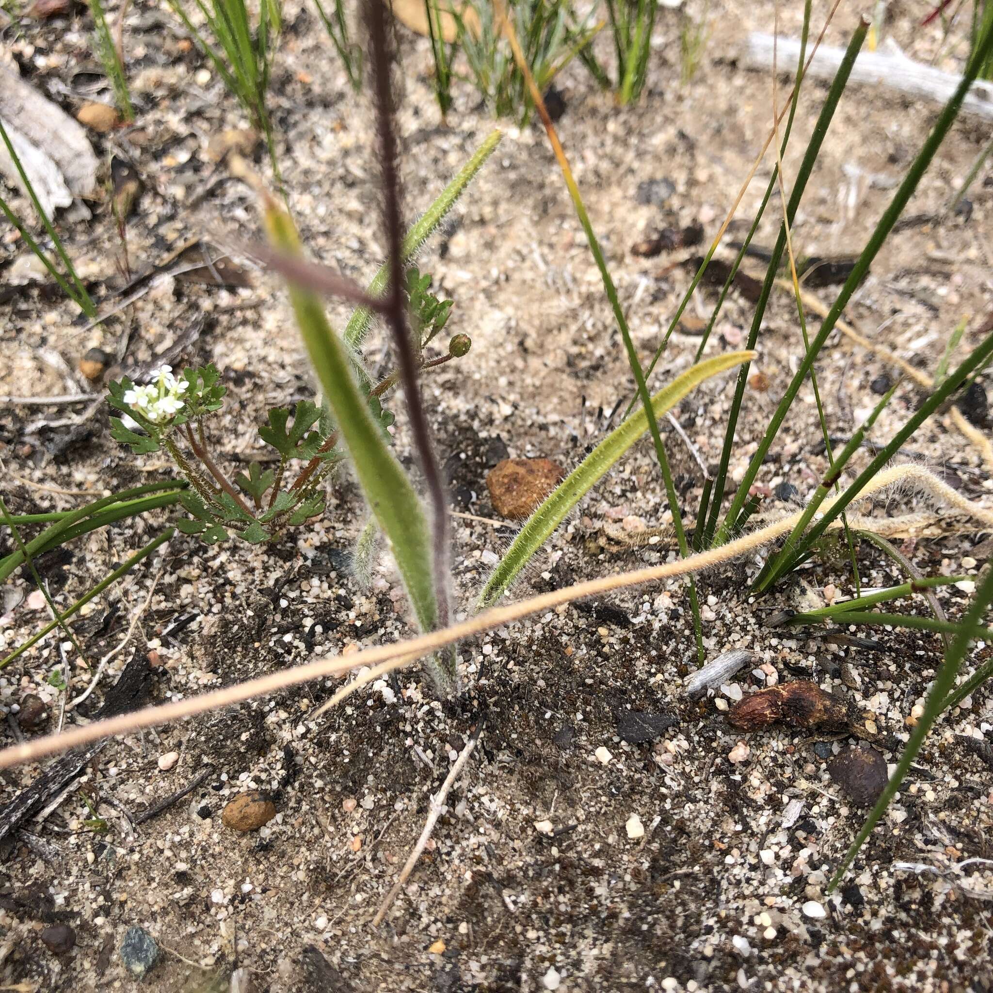 Image of Joseph's spider orchid