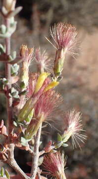 Image of Pteronia erythrochaeta DC.