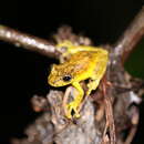 Image of Puerto Maldonado Snouted Tree Frog