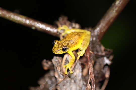 Image of Puerto Maldonado Snouted Tree Frog