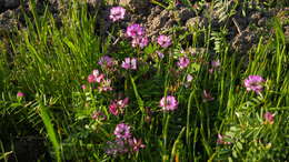 Sivun Astragalus sinicus L. kuva