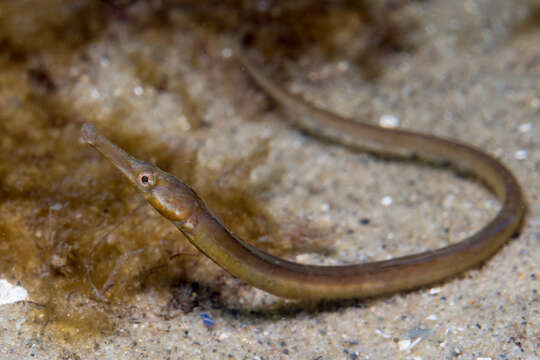 Image of Northern Pipefish