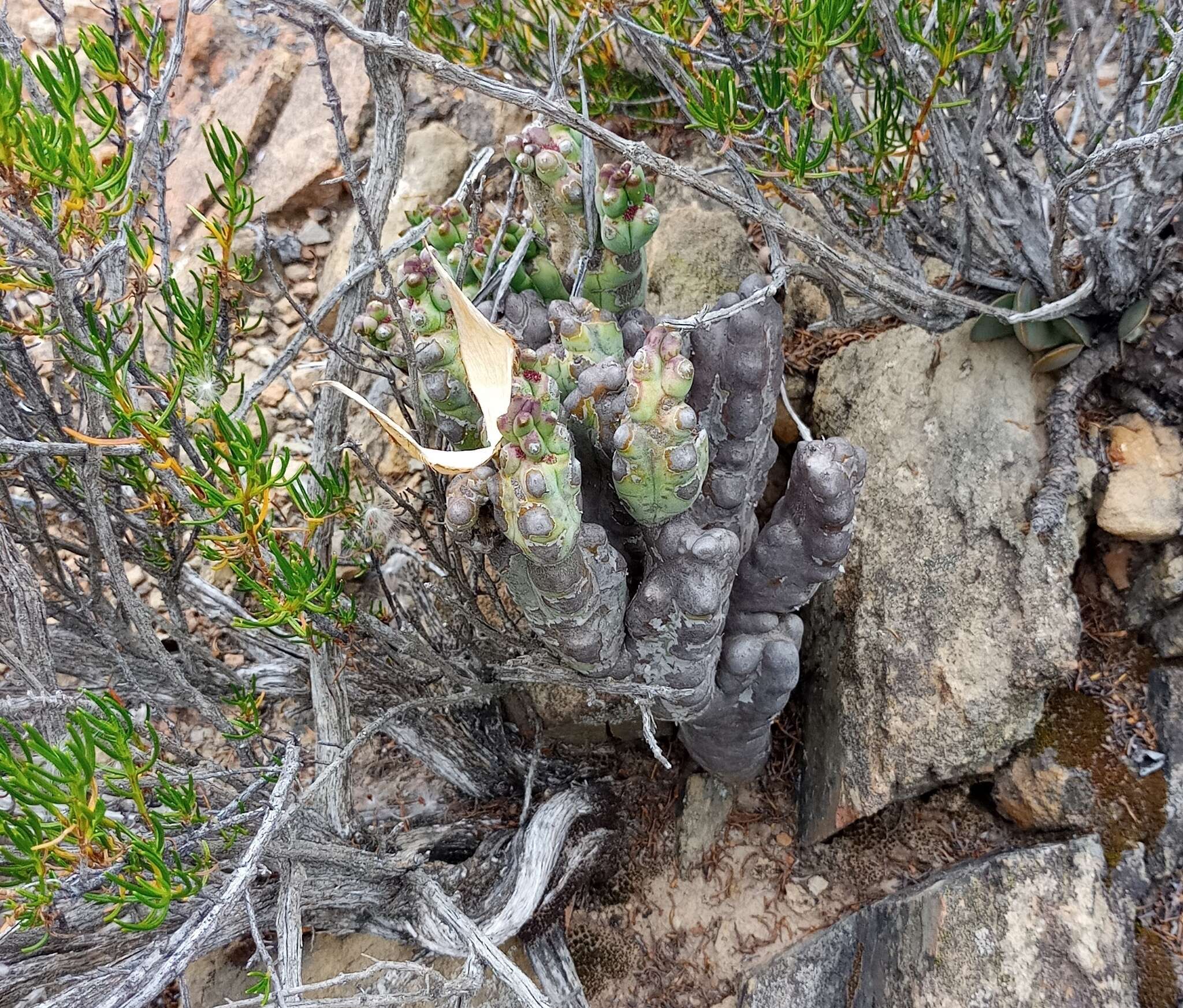 Image de Ceropegia ramosa (Masson) Bruyns