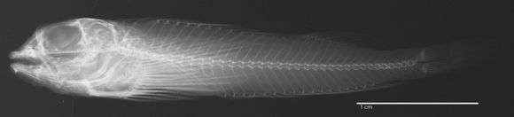 Image of Scarf triplefin