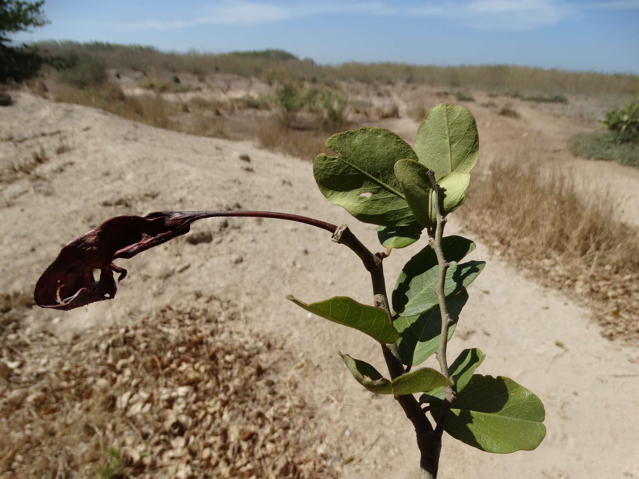 Image of Bay-leaved caper