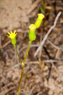 Plancia ëd Senecio lividus L.