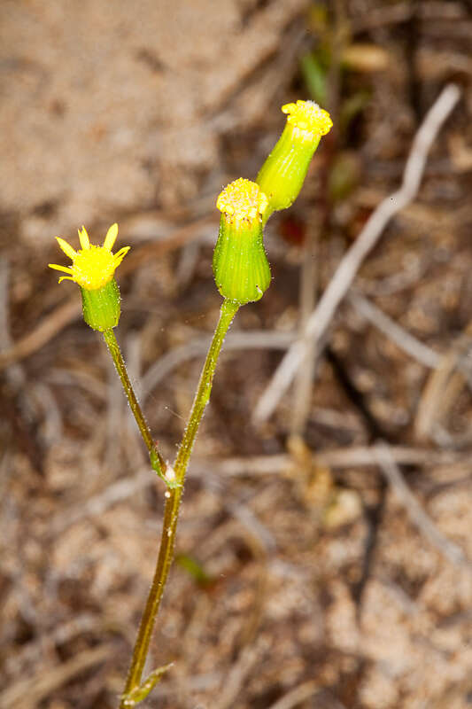 Plancia ëd Senecio lividus L.