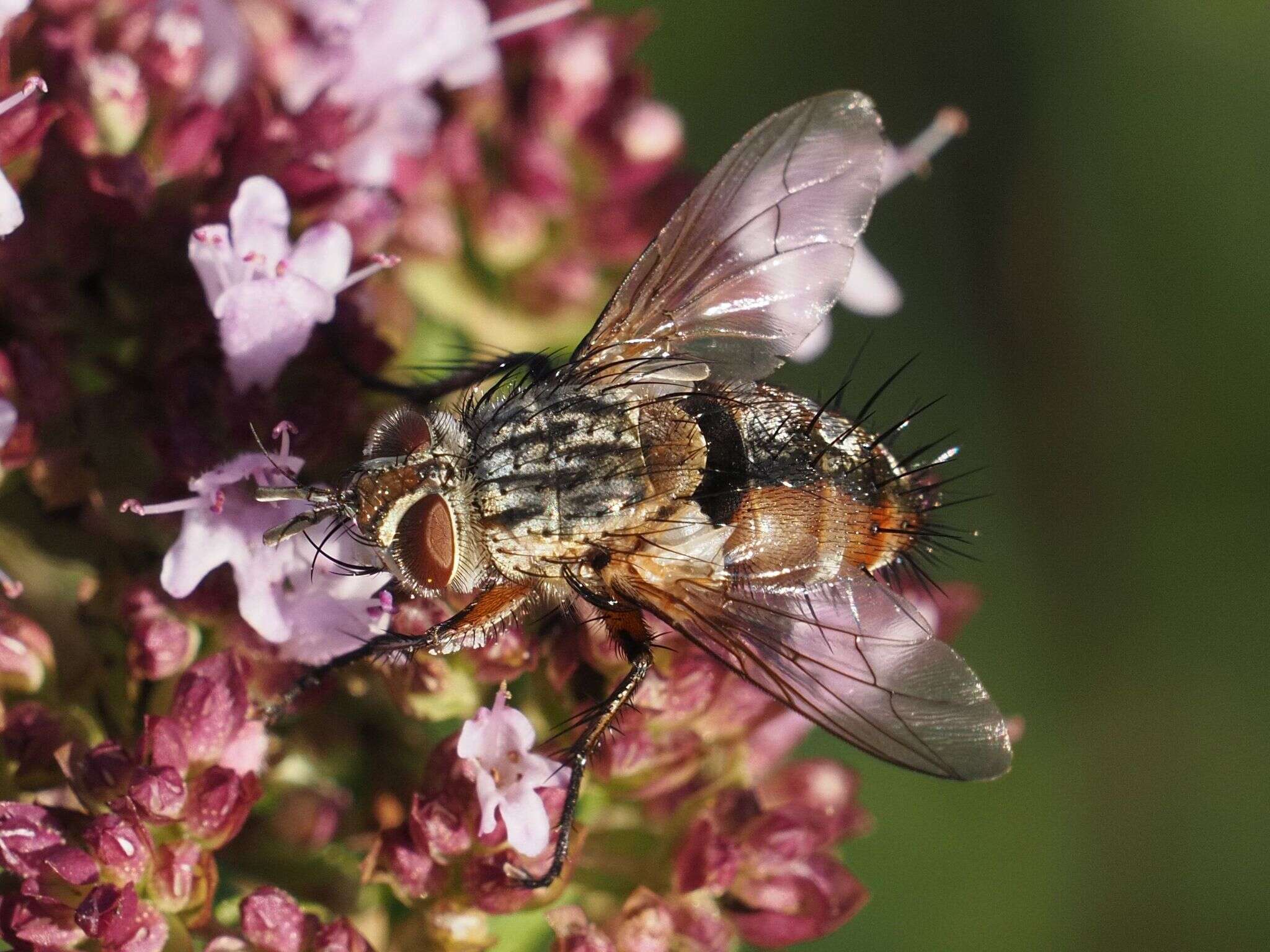 Image of Linnaemya vulpina (Fallen 1810)