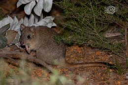 Image of Brush-tailed Bettong