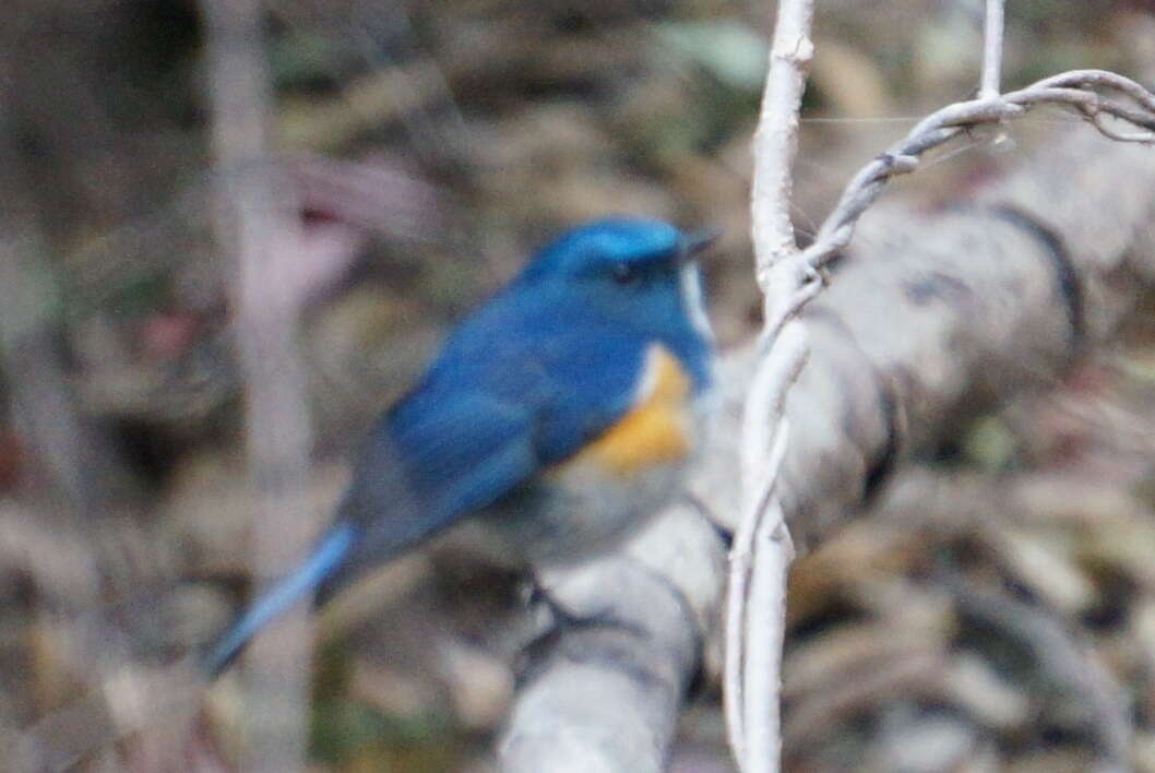 Image of Himalayan Bluetail
