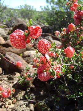 صورة Harfordia macroptera Greene & Parry