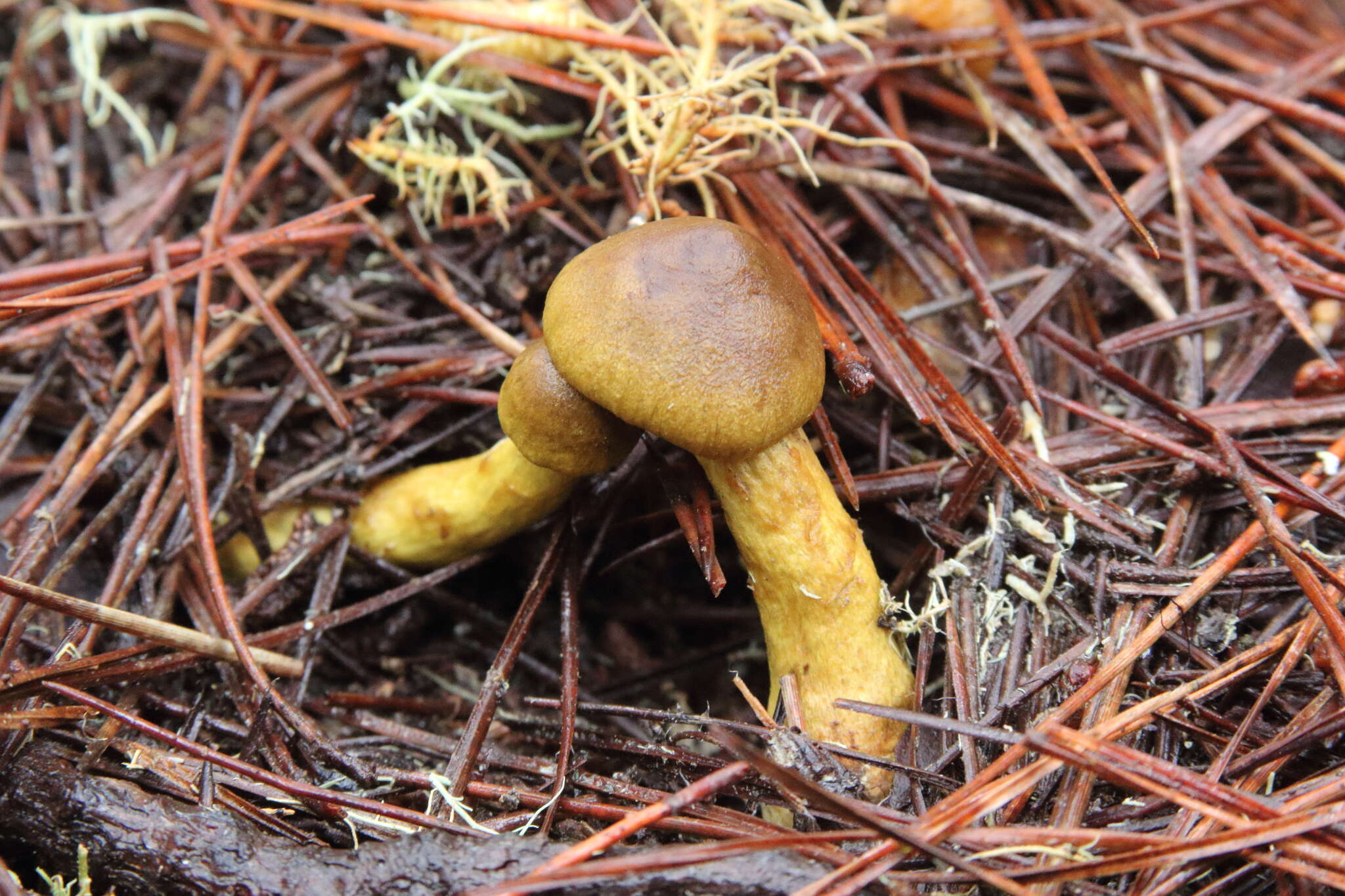 Sivun Cortinarius thiersii Ammirati & A. H. Sm. 1977 kuva