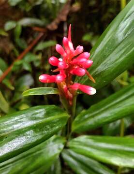 Image of Renealmia sessilifolia Gagnep.