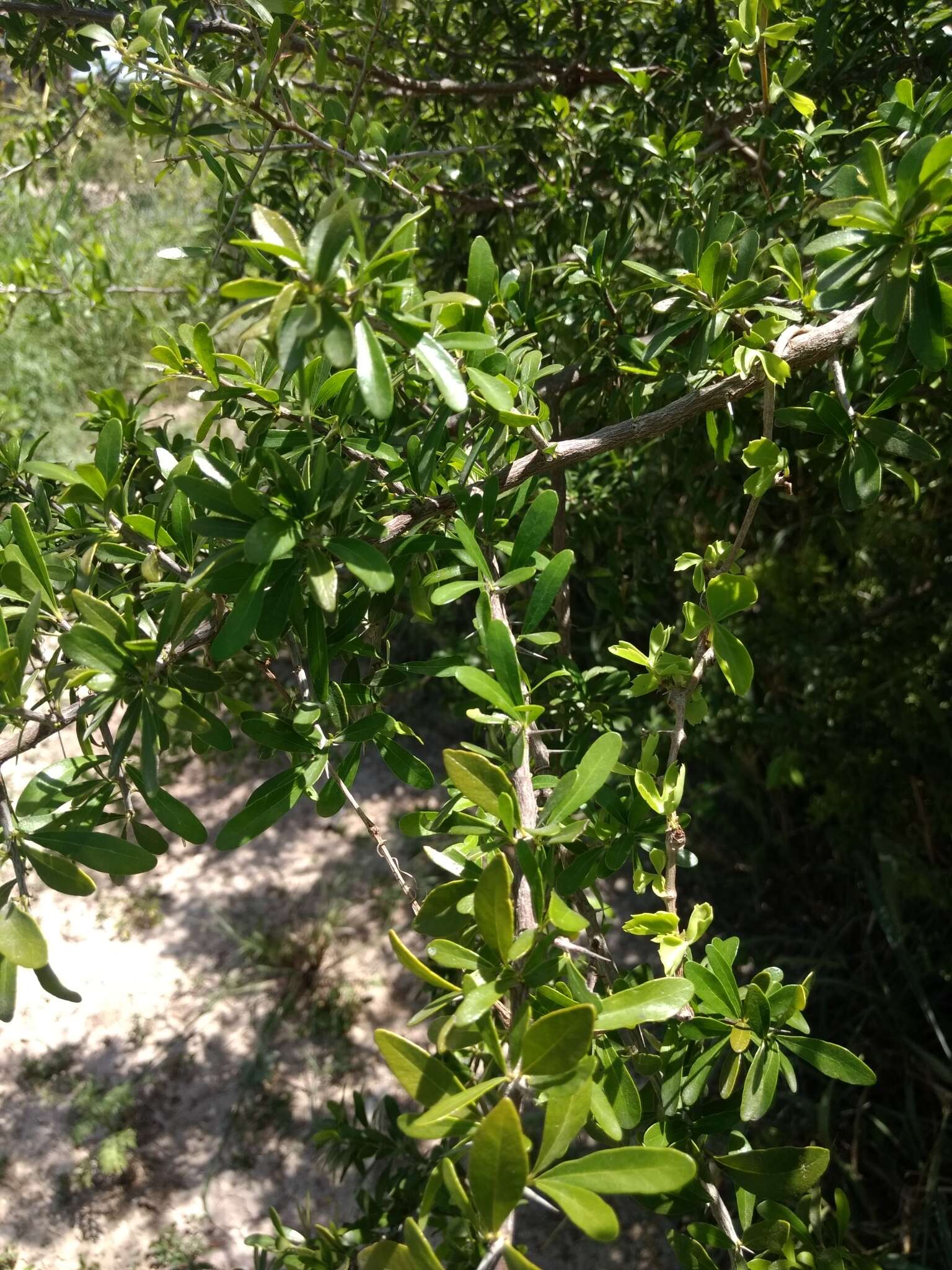 Image of saffron plum