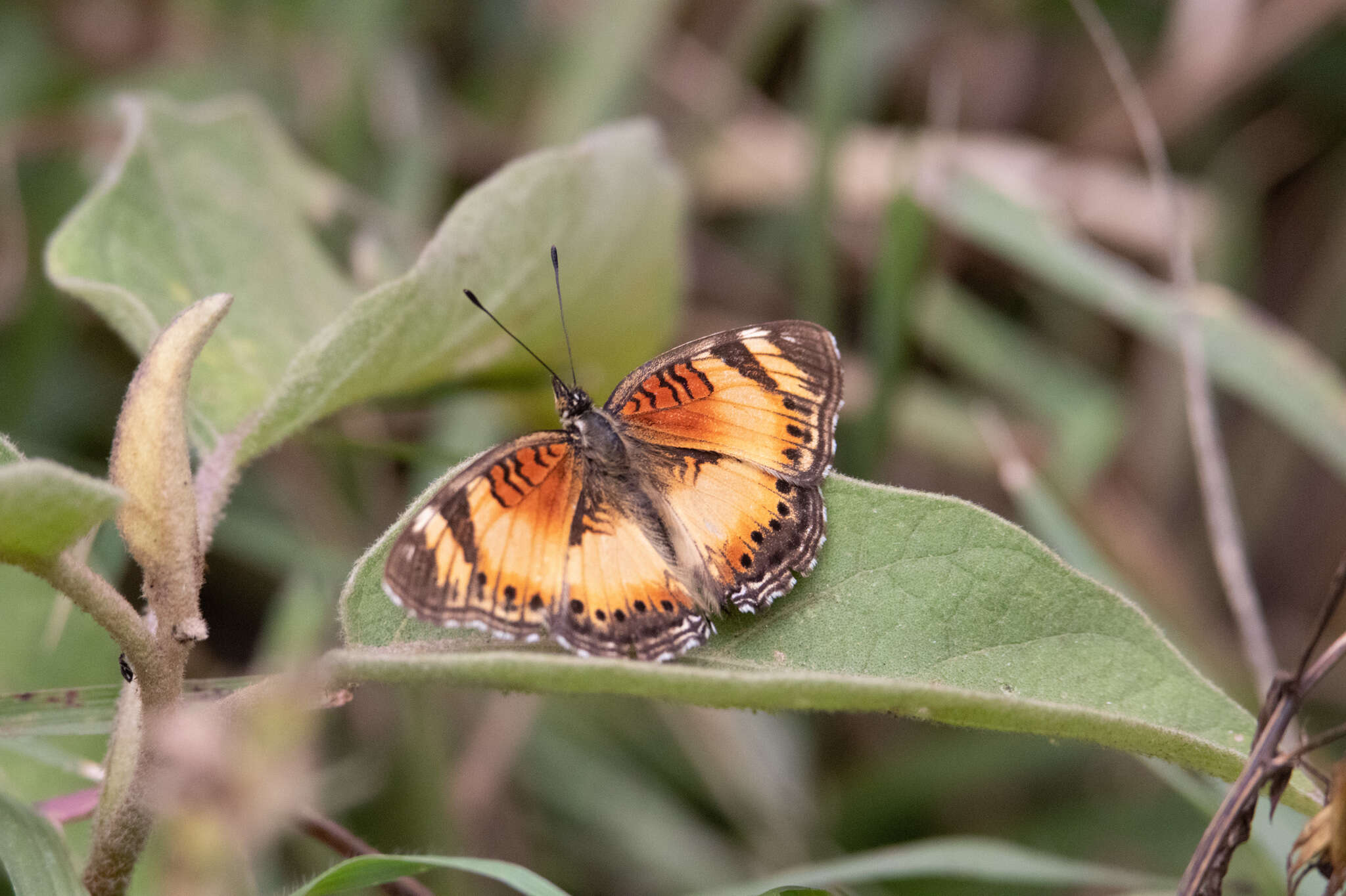 Image of Junonia sophia Fabricius 1793