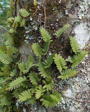 Image de Pleopeltis polypodioides (L.) E. G. Andrews & Windham