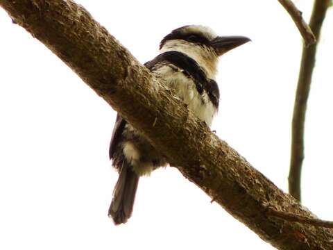 Image of White-necked Puffbird