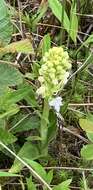 Image of white fringed orchid