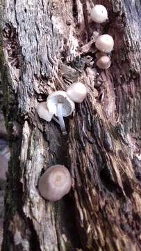 Image of Tricholoma margarita (Murrill) Murrill 1940