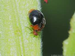 Image of Scymnus (Pullus) louisianae J. Chapin 1973