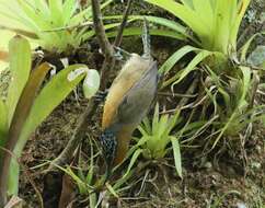 Image of Rufous-breasted Wren