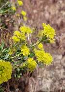 Image of rock buckwheat