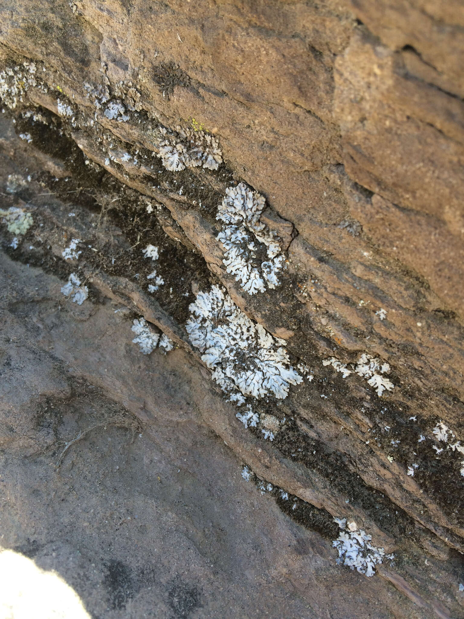 Image of frosted lichen