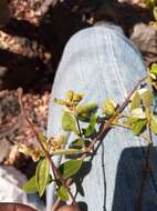 Sivun Combretum violaceum (Tul.) C. C. H. Jongkind kuva