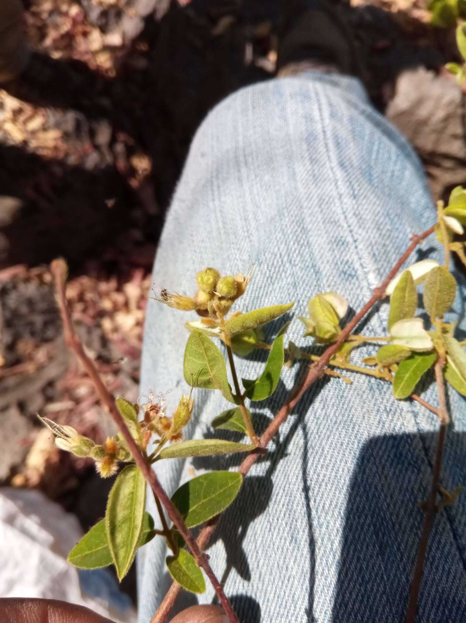 Image of Combretum violaceum (Tul.) C. C. H. Jongkind