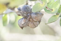 Image of Hakea cucullata R. Br.