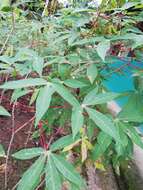 Image of cassava