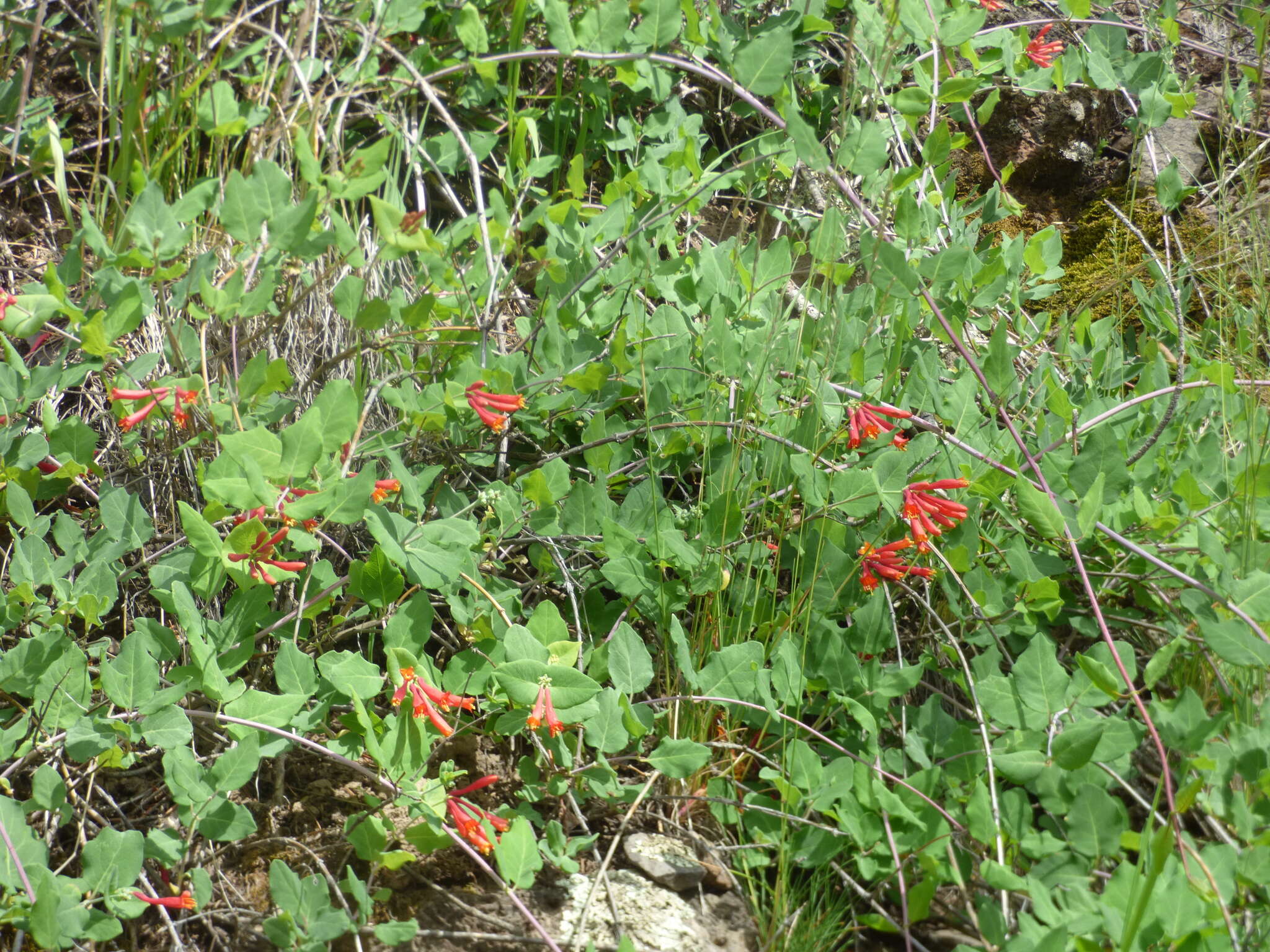 Image of Arizona honeysuckle