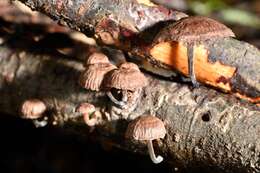 Image of Gymnopus ceraceicola J. A. Cooper & P. Leonard 2013