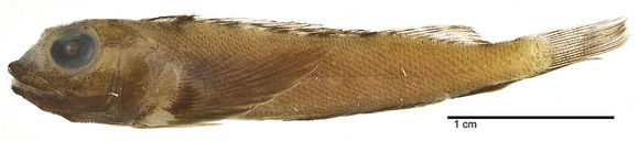 Image of Scarf triplefin
